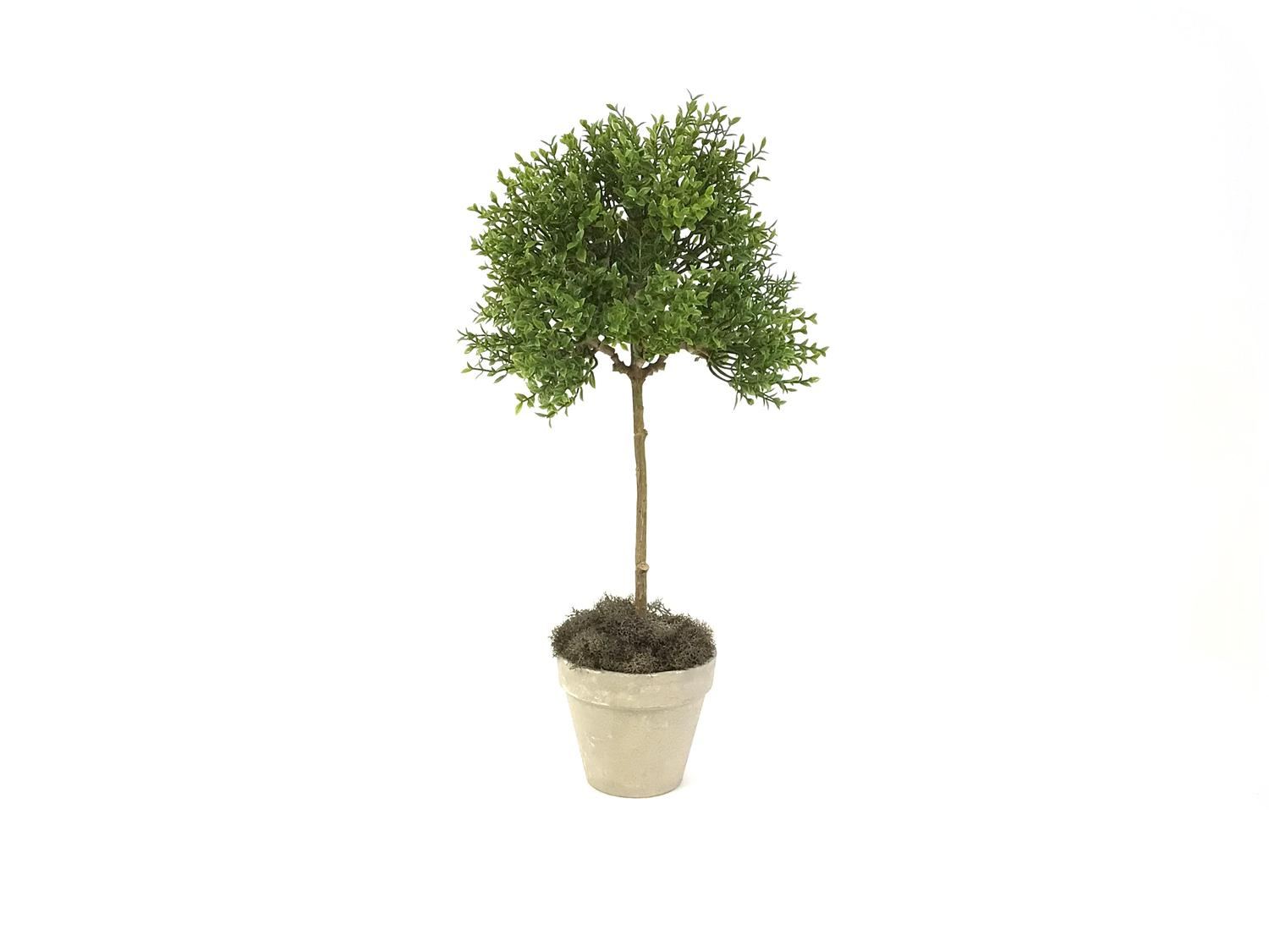 Tea Leaf Topiary Trees with Reindeer Moss 17 to 27 Linen Pear Home